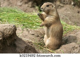 Prairie dog Prairie dog