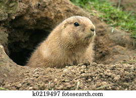 Prairie dog Prairie dog