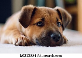 Puppy, up close Puppy, up close