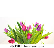 Tulips Tulips
