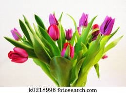 Tulips Tulips