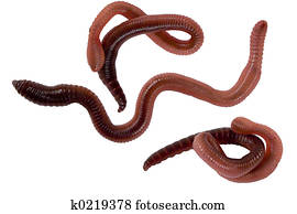 download wiggle worm casting download wiggle worm casting