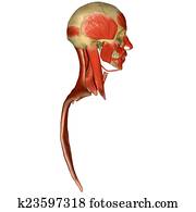 שרירים פרצופיים, ב, גולגולת