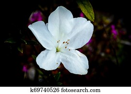 白 アザレア 花 開くこと 上に 自然 庭 ツツジ Ericaceae 花 野生 上がった 中に タイ人 写真館 イメージ館 K Fotosearch