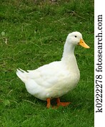 Aylesbury Duck Aylesbury Duck