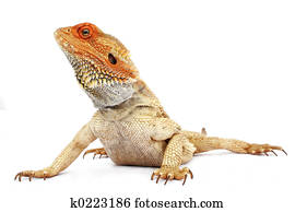 Bearded Dragon Bearded Dragon