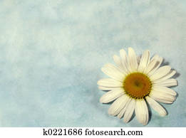 Daisy background Daisy background