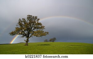 Rainbow Rainbow