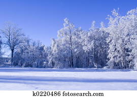 winter forest winter forest