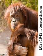 ape ape
