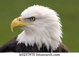 Bald eagle portrait Bald eagle portrait