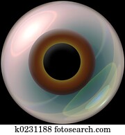 brown 3d eyeball brown 3d eyeball