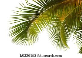 Coconut palm fronds