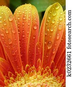 droplets on gerbera
