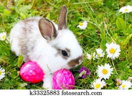 Easter bunny Easter bunny