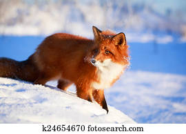 fox fox