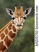 Giraffe Stare Giraffe Stare