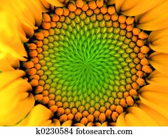 inside Sunflower inside Sunflower