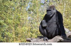Monkey Monkey