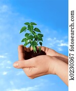 Plant in hand