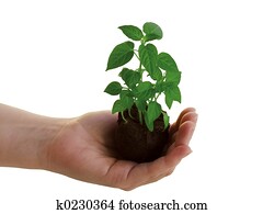 Plant in hand
