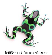 poison dart frog