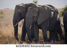 animals 054 elephant