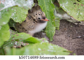 Arctic Tern young chicks