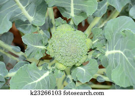 broccoli plant broccoli plant