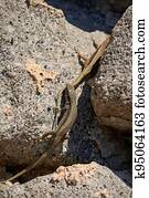 Common wall lizard biting another lizard