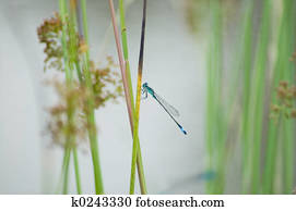 dragonfly dragonfly