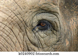 Elephant Elephant
