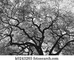 Giant Oak Tree Giant Oak Tree