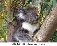 koala koala