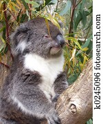 koala koala