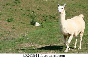 Llama Llama