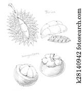 mangosteen and durian king and queen of fruit