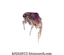 Microscope-Flea (Ctenocephalides) Microscope-Flea (Ctenocephalides)