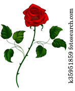 Red Rose Red Rose