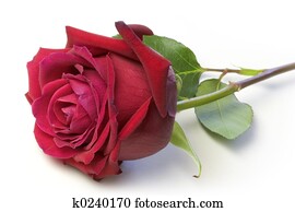 Rose Rose