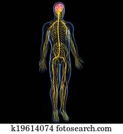 זכר, מערכת עצבים, עם, מוח