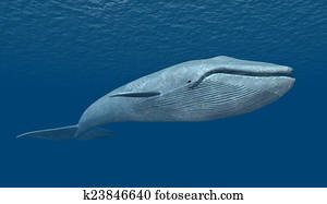 Blue Whale Blue Whale
