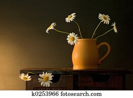 Daisies