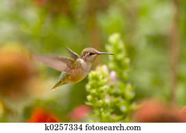 Hummingbird Hummingbird