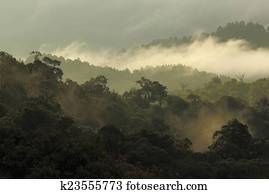 jungle forest and mountain with mist