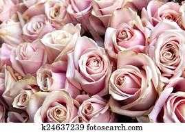 Roses Roses