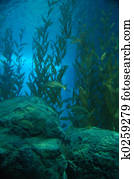 Underwater Underwater