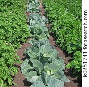 Vegetable Garden Vegetable Garden