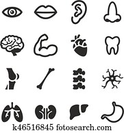 anatomía humana, iconos