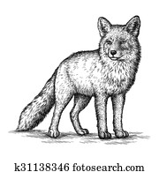 engrave fox illustration engrave fox illustration